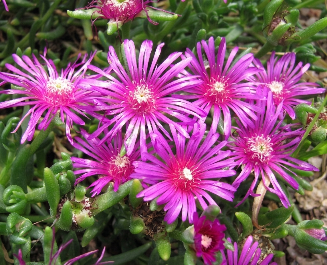 Delosperma cooperi 